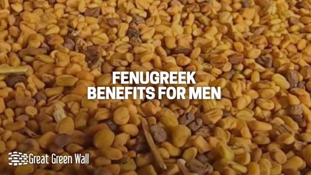 Fenugreek Benefits for Men 2024 Scientific Studies and EVIDENCE