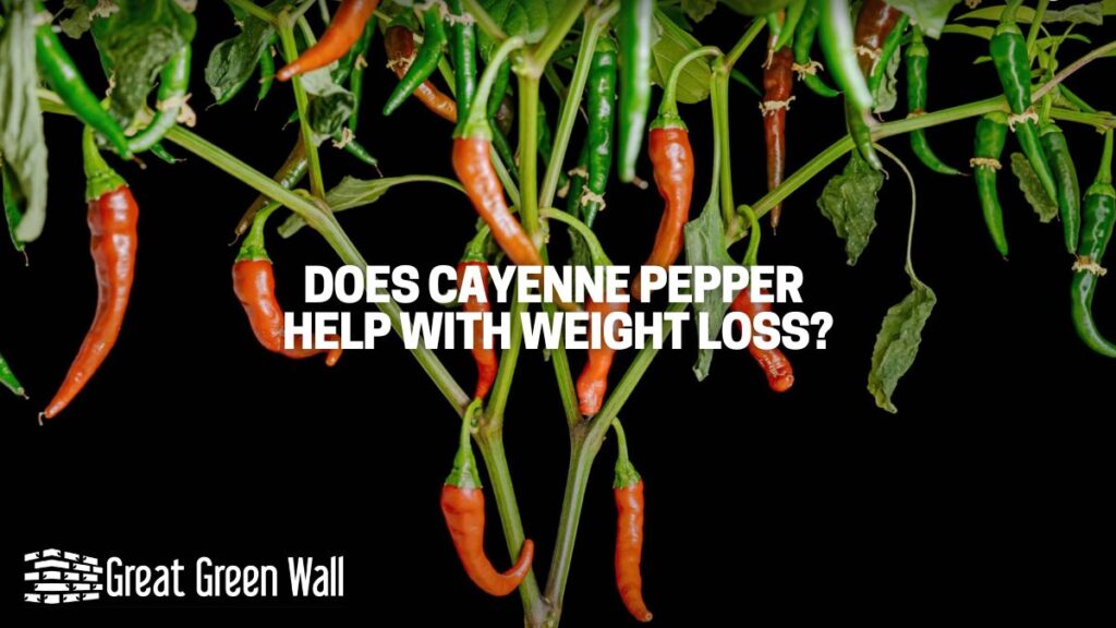 Does Cayenne Pepper Help with Weight Loss? Great Green Wall