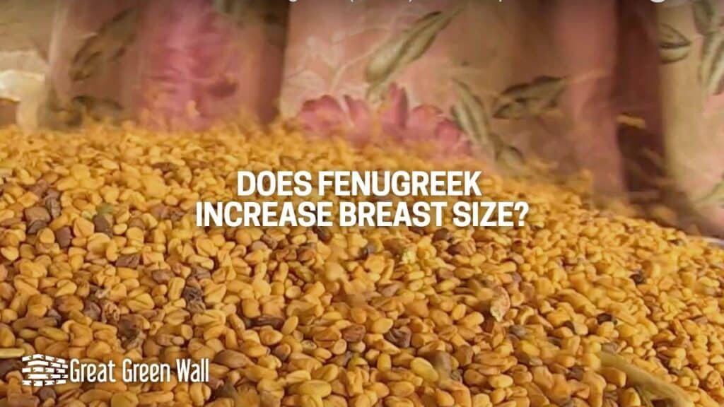 Does Fenugreek Increase Breast Size? Scientific Studies & Evidence Great Green Wall