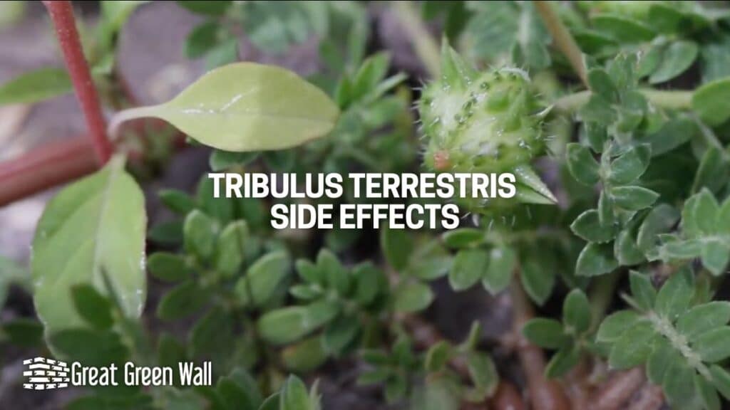 What are the Side Effects of Tribulus Terrestris? Facts & WARNINGS
