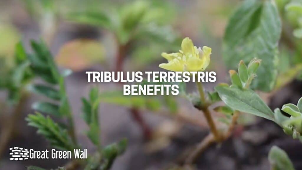 Benefits of Tribulus Terrestris Evidence and Scientific Studies